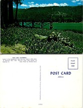 California San Joaquin Valley Bass Lake Lupine Flowers Pine Trees VTG Postcard - £7.36 GBP