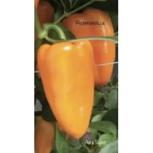 25 Seeeds Aura Sweet Pepper Seeds Healthy Planting Fresh Garden - £7.19 GBP