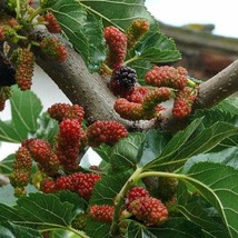 Morus Nigra Blackberry Black Mulberry Persian Mulberry 10 Seeds Seeds Fresh Fast - $20.80