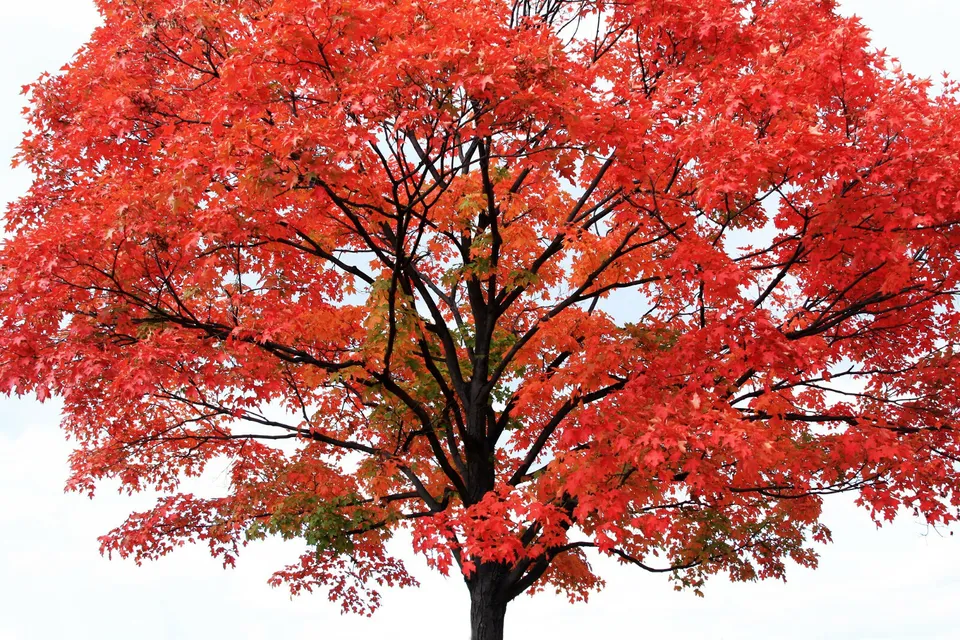 KS Fast Growing Tree Red Maple Acer Rubrum 40 Seeds  - £7.22 GBP