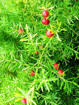 50 Seeds Asparagus Falcatus Fern Shrub Fragrant Flower Bush Bird Atract Seed - £15.81 GBP