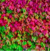 Worldwide Shipping 100Pcs Mixed Colors Boston Ivy Seeds Creepers - £11.48 GBP