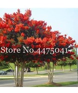 100 Pcs Crape Myrtle Shrub Lagerstroemia Perennial Flower Seed Can Grow ... - €11,85 EUR