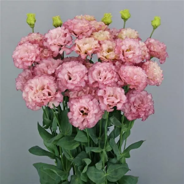 Lisianthus Seeds Lisianthus Celeb 2 Madonna 25 Pelleted Seeds Fresh New - £13.66 GBP