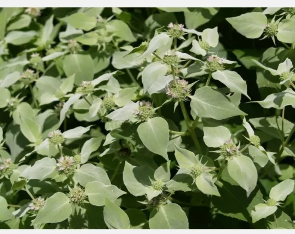 Mountain Mint 20 Seeds Herb Aroma Fresh Gardening USA Shipping - £5.54 GBP