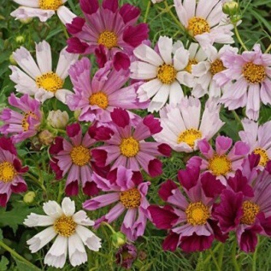 SKMO Cosmos Seashells 30 SKMO Flower Seeds -  - $1.93