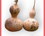 10 Birdhouse Gourd Seeds Calabash Crafts Decoration Fast Shipping - $8.99