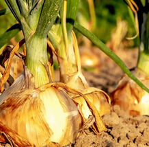 Fresh Onion Seeds 200+ Texas Early Grano Allium Short Day Vegetable  - $4.00