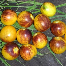 Heirloom Tomato Seeds 'Speckled Blue' (5 Pack) - Unique Colorful Tomato, Ideal f - $7.00