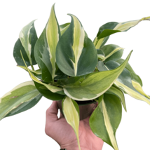 Philodendron &#39;Silver Stripe&#39;-8&quot; Pot - $835.12 MXN