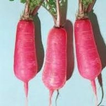 Radish Lady Slipper Great Heirloom Vegetable By Seed Kingdom 5000 Seeds Fresh Ga - £26.58 GBP