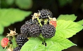 50 Seeds Black Raspberry Rubus Bush Fruit Seeds Comb Sh Non Open Pollinated Suit - $20.00