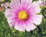 Cosmos Flower  Daydream  200 Seeds Fast Shipping - $8.99