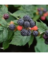 1 Black Hawk Black Raspberry Plants Rubus Occidentalis 1-2 Yr Old Hardy ... - $460.51 MXN