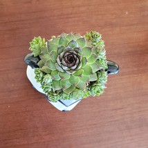 Raccoon Planter with Succulent, Live Plant Gift, Hens and Chicks, Sempervivum image 4