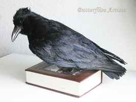 Wise Eurasian Raven Corvus Corax Gothic Decor Taxidermy Stuffed Bird Zoo... - £311.02 GBP