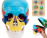 Life Size Medical Colorful Skull Model,Anatomy Head Colorful Skull with ... - $41.30