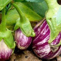 Fresh New 10 Organic Listada de Gandia Italian Eggplant Grown in USA Italian var - £11.38 GBP