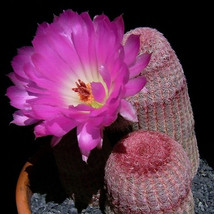 US Seller 10Pcs Echinocereus Rigidissimus V Rubispinus Seeds Fast Shipping - $15.64