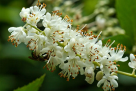 30 Mountain Pepper Bush Clethra acuminata seeds - £7.85 GBP