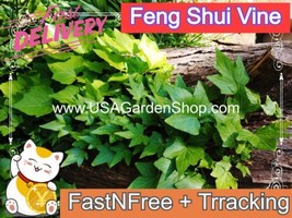 Hedera Helix Plant Feng Shui Plant Chang Chun Teng D?y Th???g Xu?n 10 Live Cut F - £10.32 GBP