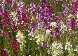 Northern Lights Snapdragon Multi Color Blooms Pollinators Seeds Mix - $12.29+