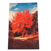 Postcard A Maple Tree In Autumn Dress In Michigan The Water Wonderland Chrome - £5.51 GBP