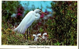 Vintage 3.5x5.5 Postcard American Egret and Young ~ Everglades, Florida - £2.32 GBP