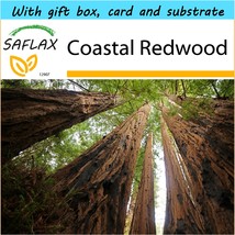 SAFLAX Gift Set - Coastal Redwood - Sequoia - 50 seeds  - £6.46 GBP