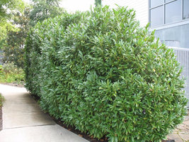 15 Schip Laurel shrub-hedge (Prunus laurocerasus 'Schipkaensis') image 5