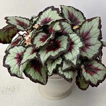 15 Seeds Begonia Rex House Plant Flowers Gardening Fresh USA Seller - $12.50