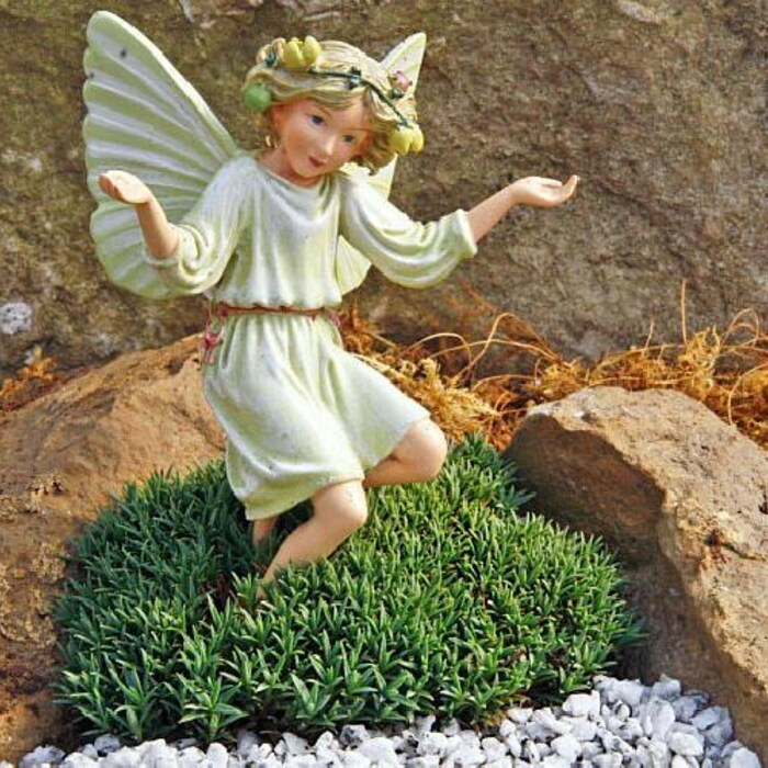 SEPTH Blue Stone Dianthus Fragrant Hardy Groundcover Fairy Garden Plant ... - £13.77 GBP