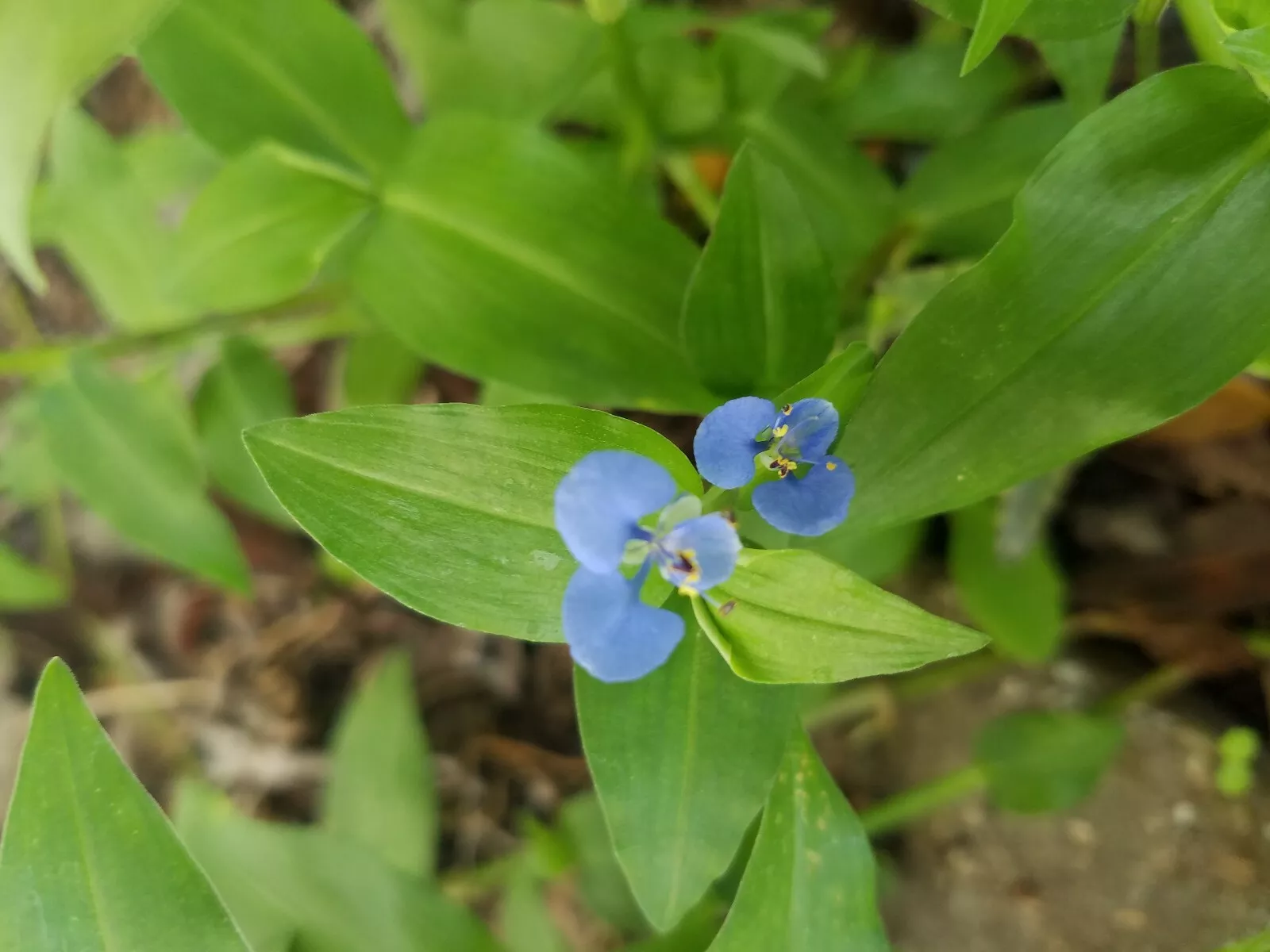 Commelina Wandering Jew Plant - Spiderwort Day Lily Blue Flower 5 Fresh ... - $14.00