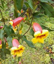 2 Plants Cross Vines Tangerine Beauty Bignonia Yellow Orange Red Trumpet Flower - £32.87 GBP