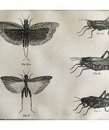 Grasshoppers And Locusts 1863 Victorian Farming Agriculture Insects DWZ4A - $68.37 CAD