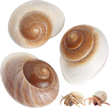3 PCS Natural Hermit Crab Conch Shells 2.7-3.5&quot; Large Seashells Sea Snails  - £11.47 GBP