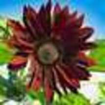 100 Seeds Sunflower Chocolate Cherry 6&quot; Flowers Cut Flowers Pollinators Non-GMO - £9.59 GBP