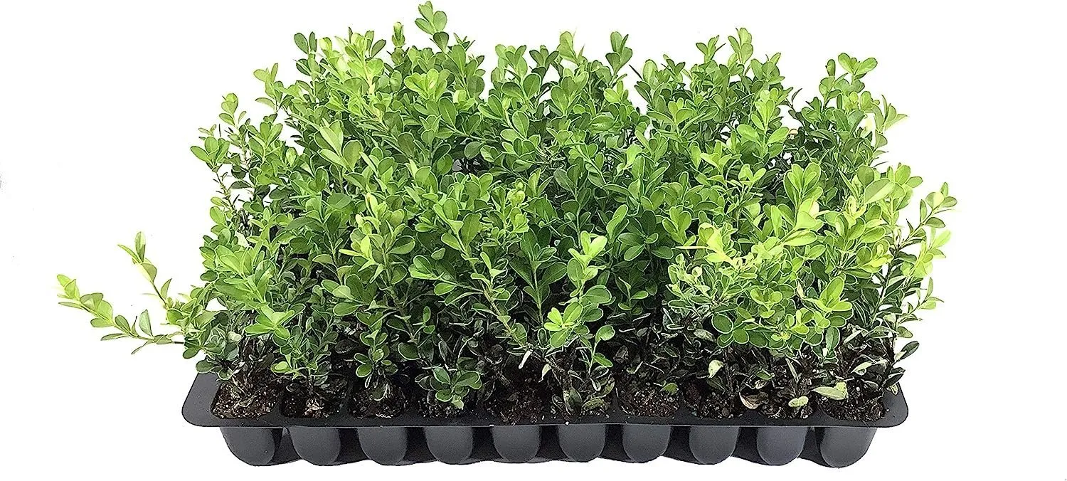 Japanese Boxwood 20 Live Plants - 2in Pot Size - £103.24 GBP