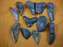 (SW11-9) TWO POUNDS Fossil Shark Tooth teeth MEGALODON partial sharks fr... - $1,126.07 MXN