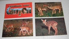 Postcards--Wildlife --circa 1960&#39;s..Wash Zoo + Pa Grand Canyon - £7.80 GBP