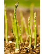 100 Seeds ASPARAGUS - $12.67 CAD