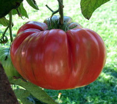 Red Brandywine Tomato Seeds | Heirloom | Organic | Bulk | Wholesale FRESH - £9.21 GBP