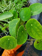 Live Plant 4&quot; Pot Pilea peperomioides Chinese Money Plant Gardening - £28.76 GBP