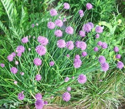 New Fresh Seeds 40 Common Chive Seeds Allium Schoenoprasum - £2.93 GBP