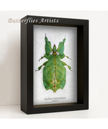Real Walking Leaf Phyllium Pulchrifolium Framed Entomology Collectible S... - $79.99