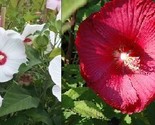 SDC Hardy Hibiscus Mixed Colors Perennial 20 Seeds Red White Easy Grow - $15.20
