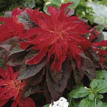 Amaranthus Bicolor Molten Fire Flower Seeds 5000 Seeds Fresh USA Fast Shipping - - $18.99