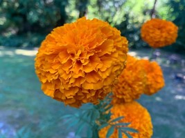 Marigold Orange Hawaii, 200 Seeds R - £11.35 GBP