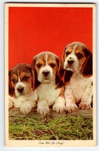 Basset Hound Puppy Dogs Can We Go Play Vintage Postcard Chrome 1968 Cute Animals - £7.82 GBP
