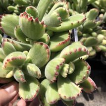 4” Pot Live Plant Variegated Bear Paws Cotyledon Tomentosa With Red Tips - £30.06 GBP
